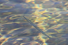 Tylosurus crocodilus