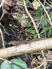 Anolis cristatellus cristatellus