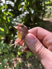 Anolis cristatellus cristatellus