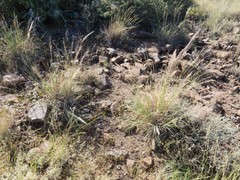 Muhlenbergia emersleyi