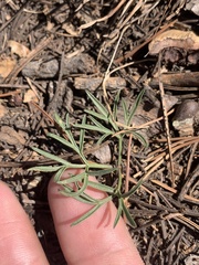 Lomatium cusickii