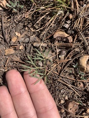 Lomatium cusickii