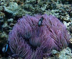 Heteractis