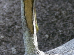 Phelsuma sundbergi longinsulae