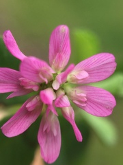 Trifolium tomentosum