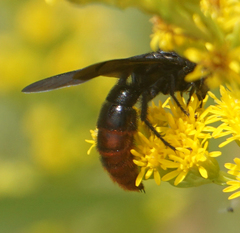 Scolia dubia haematodes