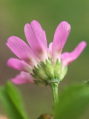 Trifolium tomentosum