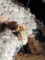 Metaxyonycha guttifera