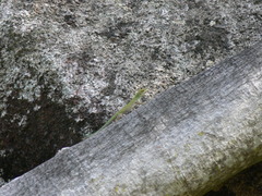 Phelsuma sundbergi longinsulae