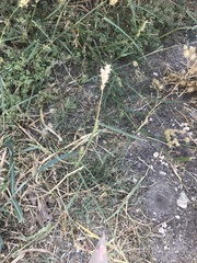 Cenchrus longispinus