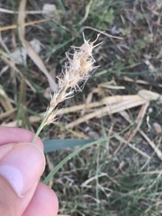 Cenchrus longispinus