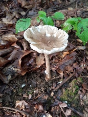 Amanita submaculata
