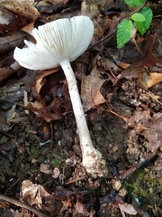 Amanita submaculata