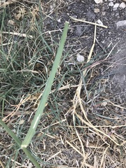 Cenchrus longispinus