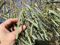Boscia longifolia image