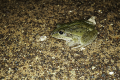 Ranoidea alboguttata