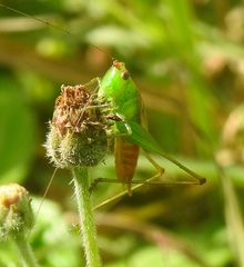 Conocephalus saltator