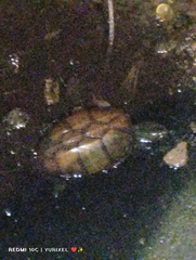 Kinosternon scorpioides