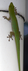 Phelsuma sundbergi longinsulae