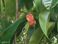 Garcinia atroviridis