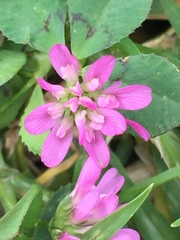 Trifolium tomentosum