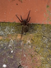 Uliodon
