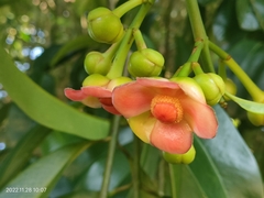 Garcinia atroviridis