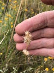 Rytidosperma carphoides