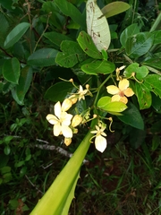 Hypericum aethiopicum