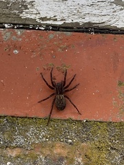 Uliodon