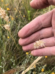 Rytidosperma carphoides