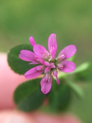 Trifolium tomentosum