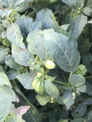 Physalis angulata