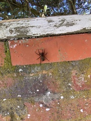 Uliodon