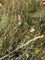 Rytidosperma carphoides