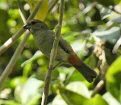 Melopyrrha violacea