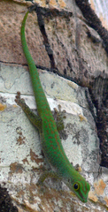 Phelsuma sundbergi longinsulae