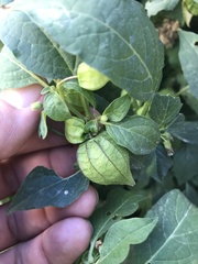 Physalis angulata
