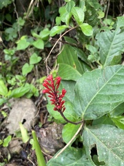 Odontonema