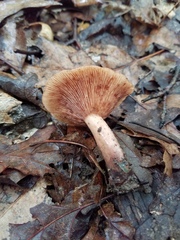 Lactarius mutabilis