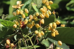 Senna marilandica