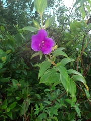 Pleroma heteromallum