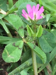 Trifolium tomentosum