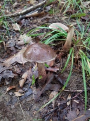 Porphyrellus sordidus