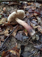 Porphyrellus sordidus