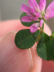 Trifolium tomentosum