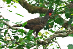 Penelope obscura