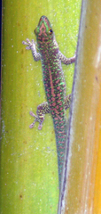 Phelsuma sundbergi longinsulae