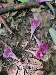 Bignonieae