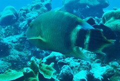 Cheilinus trilobatus